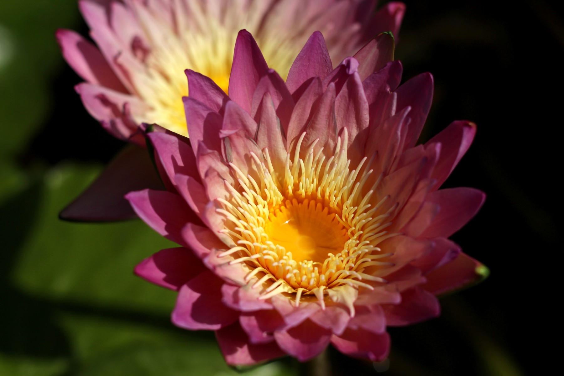 Nymphaea ‘Irene Meitzen’