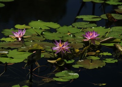 LilyFest 2013