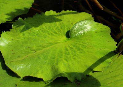 Nymphaea 'Irene Meitzen'