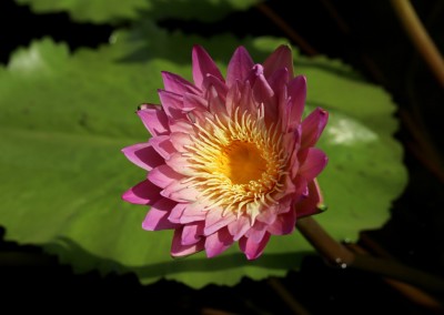 Nymphaea 'Irene Meitzen'