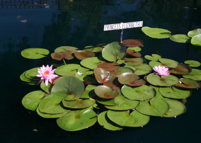 Nymphaea 'Princess Elizabeth'