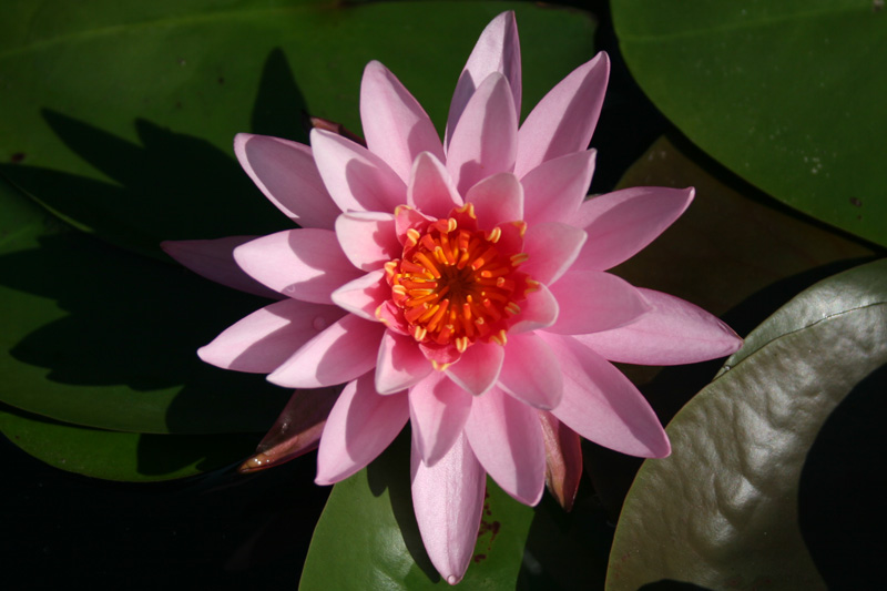 Nymphaea ‘Princess Elizabeth’