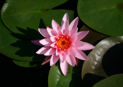 Nymphaea 'Princess Elizabeth'