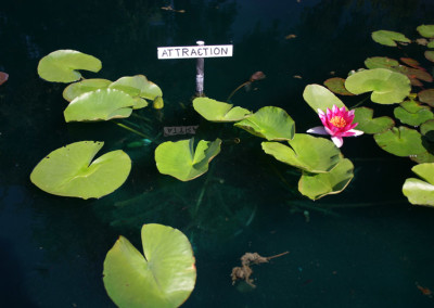 Nymphaea 'Attraction'