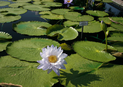 Nymphaea 'Silver Sky'