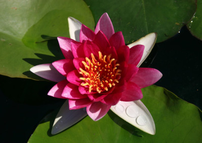 Nymphaea 'Attraction'