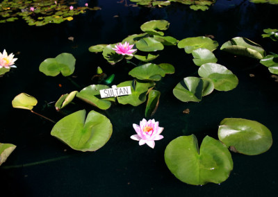 Nymphaea 'Sultan'