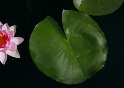 Nymphaea 'Sultan'