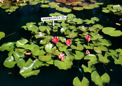 Nymphaea 'Andreana'