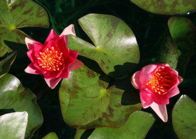 Nymphaea ‘Andreana’