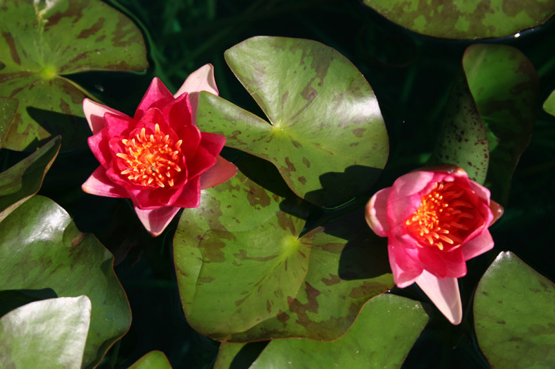 Nymphaea ‘Andreana’