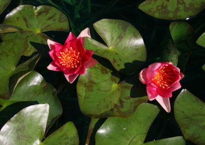 Nymphaea 'Andreana'