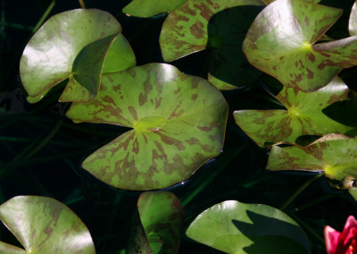 Nymphaea 'Andreana'