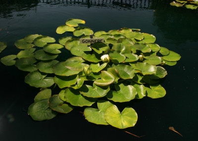 Nymphaea 'Gonnere'