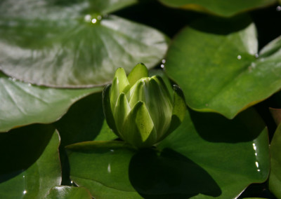 Nymphaea 'Gonnere'