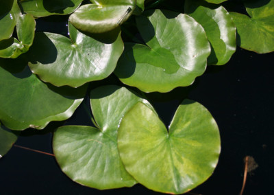 Nymphaea 'Gonnere'