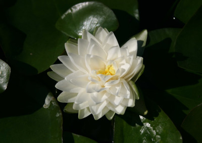 Nymphaea 'Gonnere'