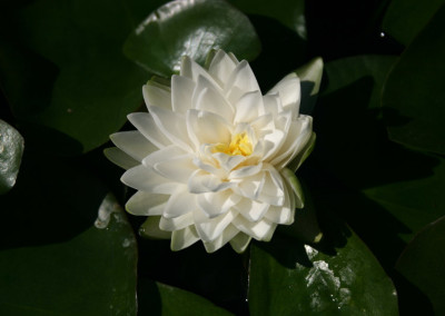 Nymphaea 'Gonnere'