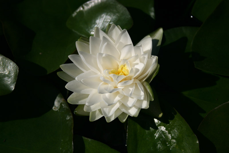 Nymphaea ‘Gonnere’