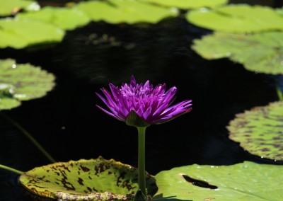 Nymphaea 'Plum Crazy'