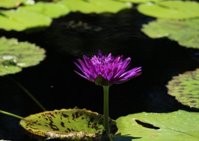 Nymphaea 'Plum Crazy'