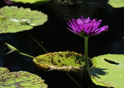 Nymphaea 'Plum Crazy'