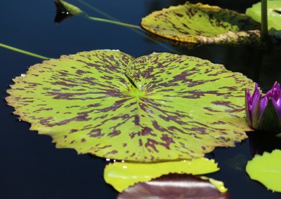 Nymphaea 'Plum Crazy'