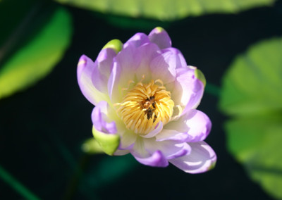 Nymphaea gigantea violacea