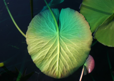 Nymphaea gigantea violacea