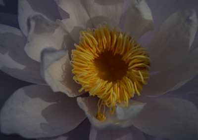 Nymphaea 'Silver Sky'