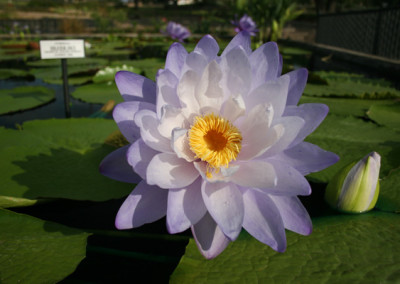 Nymphaea ‘Silver Sky’