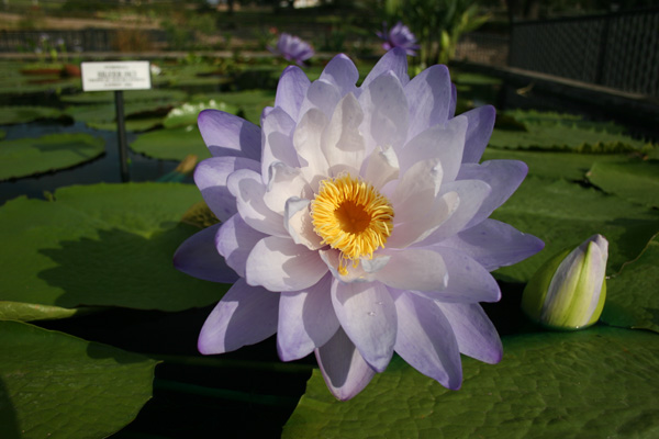 Nymphaea ‘Silver Sky’