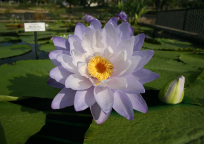 Nymphaea 'Silver Sky'