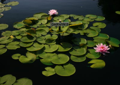 Nymphaea 'Darwin'