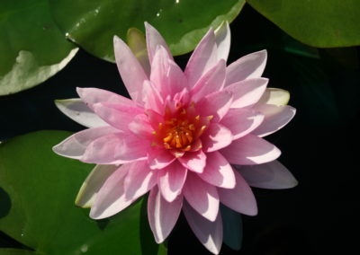 Nymphaea 'Darwin'