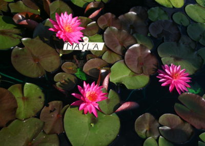 Nymphaea 'Mayla'