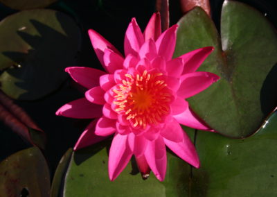 Nymphaea 'Mayla'