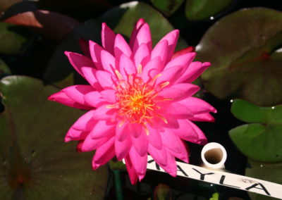 Nymphaea 'Mayla'