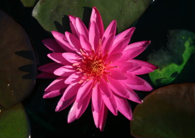 Nymphaea 'Mayla'