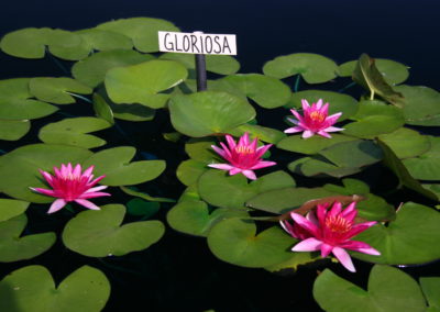 Nymphaea 'Gloriosa'