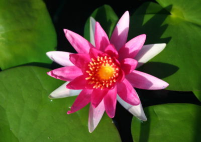 Nymphaea 'Gloriosa'