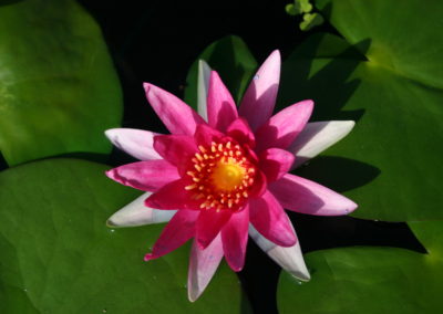 Nymphaea 'Gloriosa'