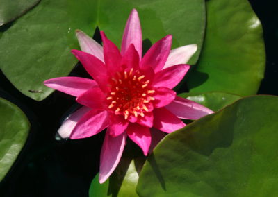 Nymphaea 'Gloriosa'