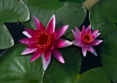 Nymphaea 'Gloriosa'