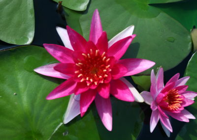 Nymphaea 'Gloriosa'