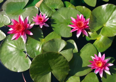 Nymphaea 'Gloriosa'