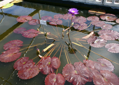 Nymphaea ‘Ultra Violet'