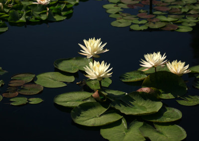 Nymphaea 'Lemonscent'