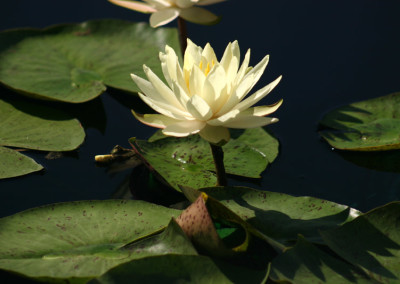 Nymphaea 'Lemonscent'