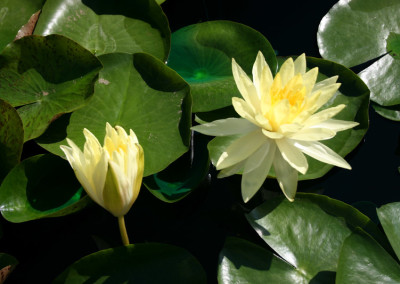 Nymphaea 'Lemonscent'